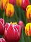 Dutch Tulips